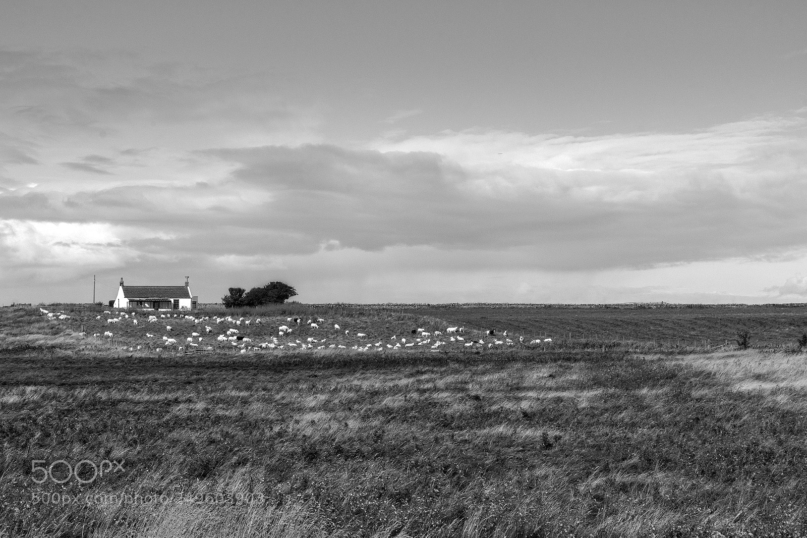 Canon EOS 70D sample photo. Holy island cottage photography