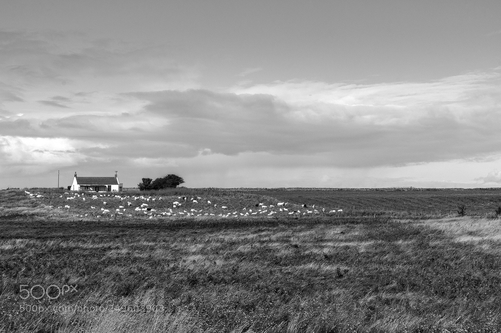 Canon EOS 70D sample photo. Holy island cottage photography