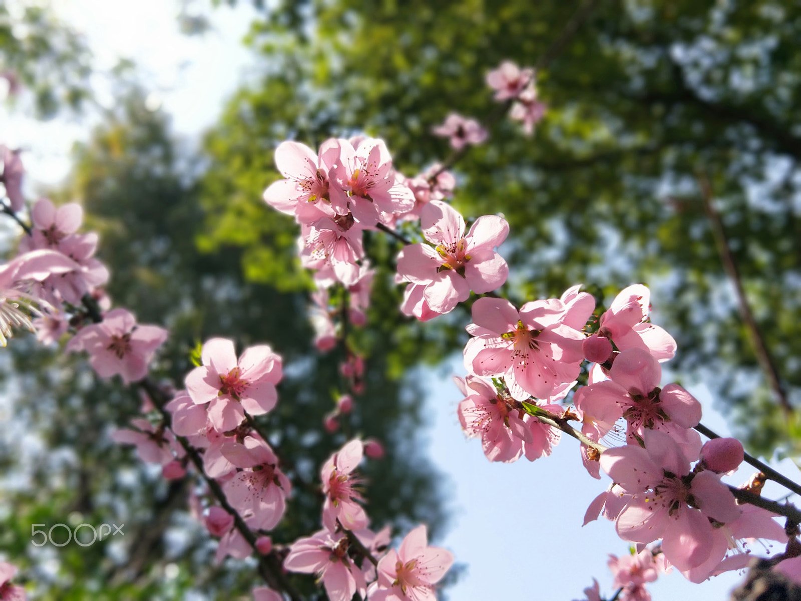 OPPO R11T sample photo. Peach blossom photography