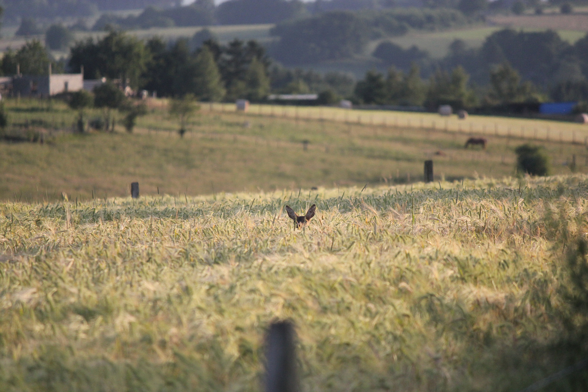 Canon EF-S 55-250mm F4-5.6 IS sample photo
