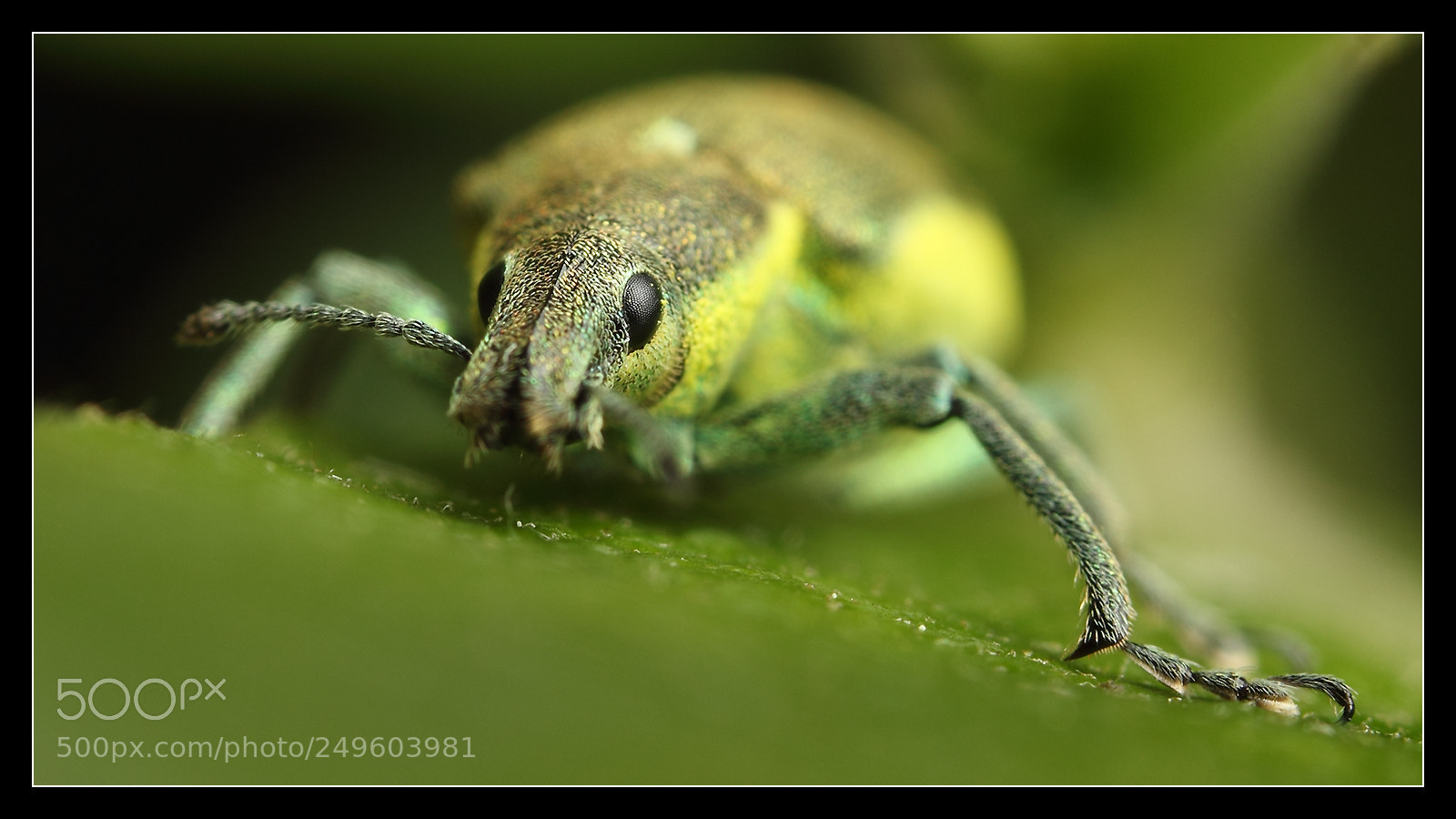 Canon EOS 550D (EOS Rebel T2i / EOS Kiss X4) sample photo. Silver-green leaf weevil photography