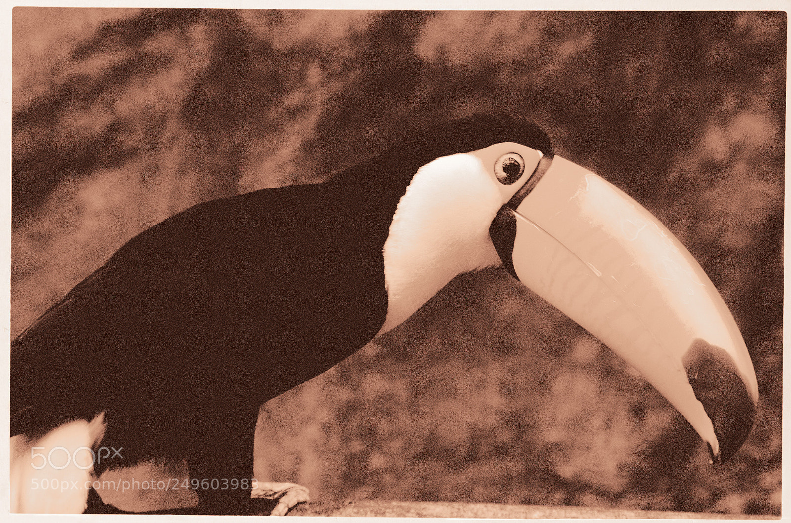 Nikon D7000 sample photo. Toucan photography