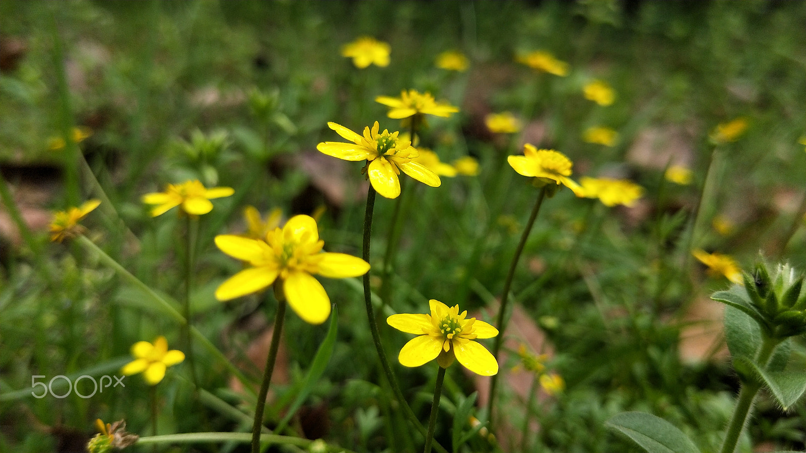 OPPO R11T sample photo. Small wildflowers photography