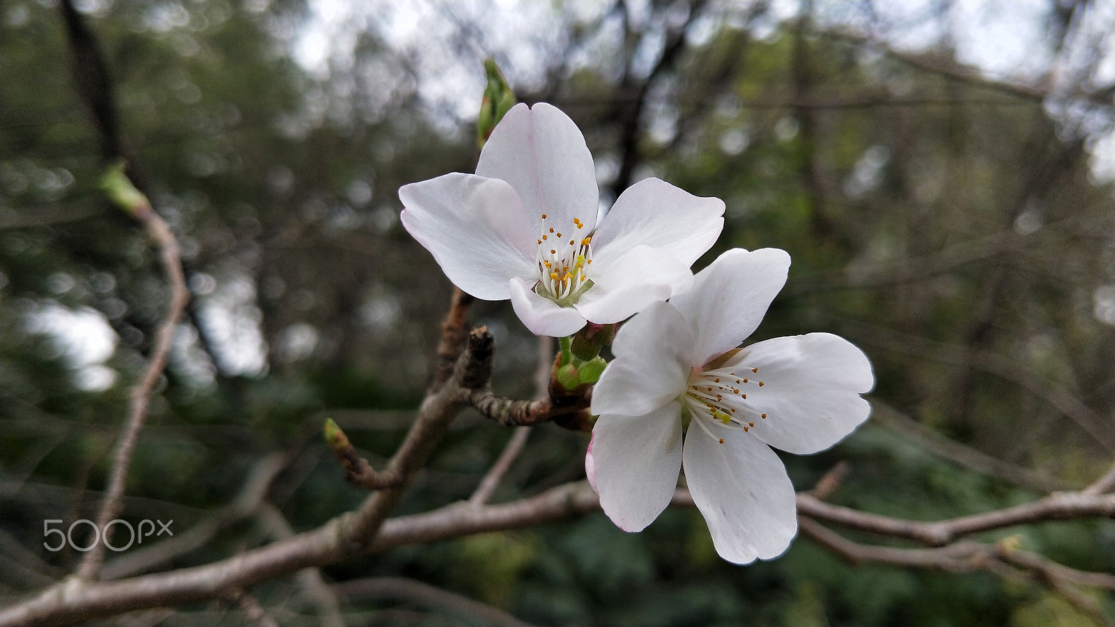 OPPO R11T sample photo. Oriental cherry photography