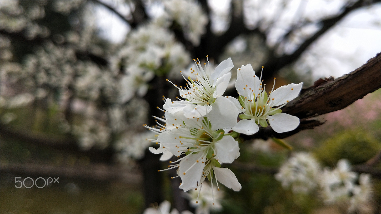 OPPO R11T sample photo. Pear blossom photography