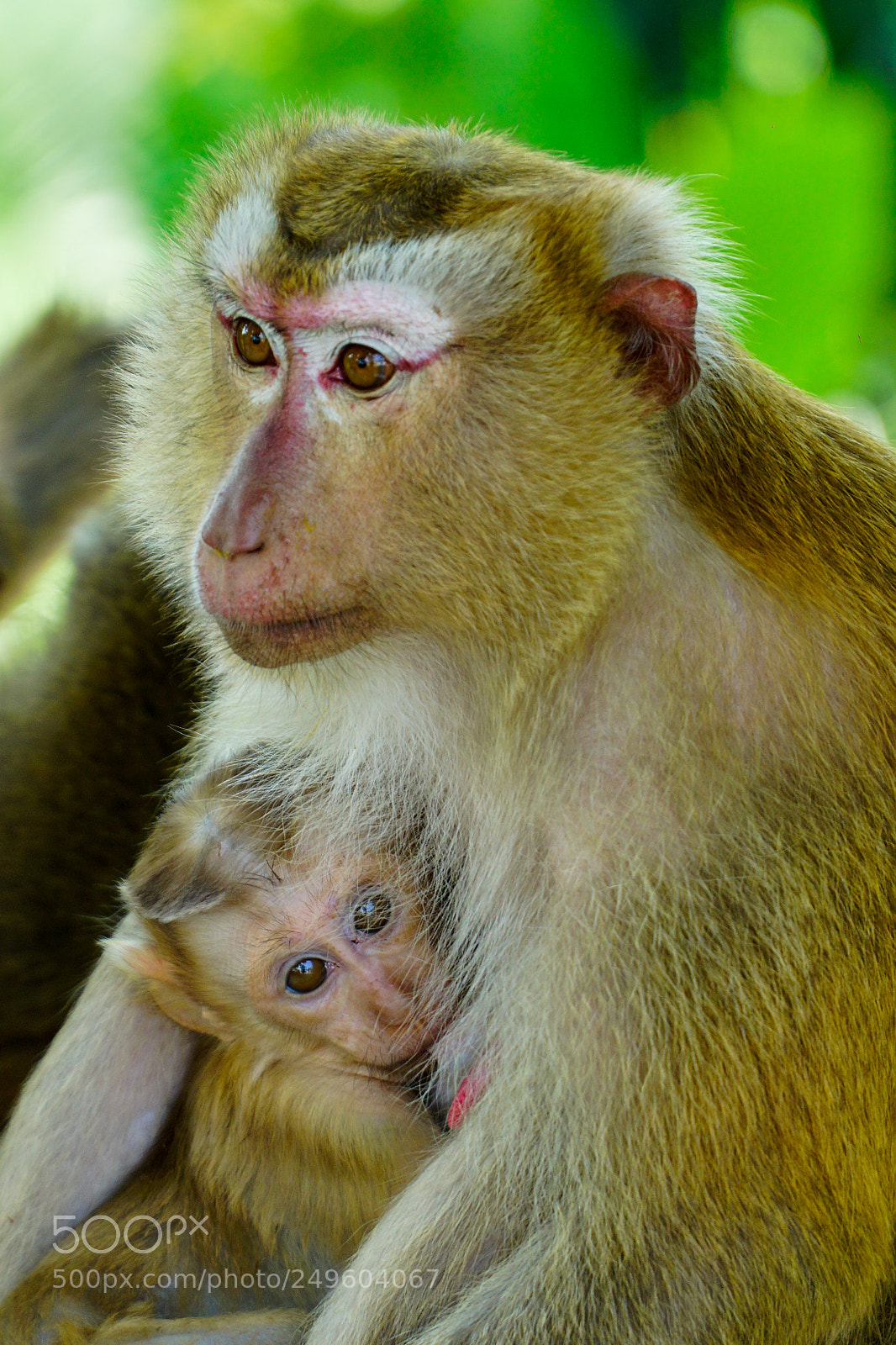 Sony a6000 sample photo. Macaques photography