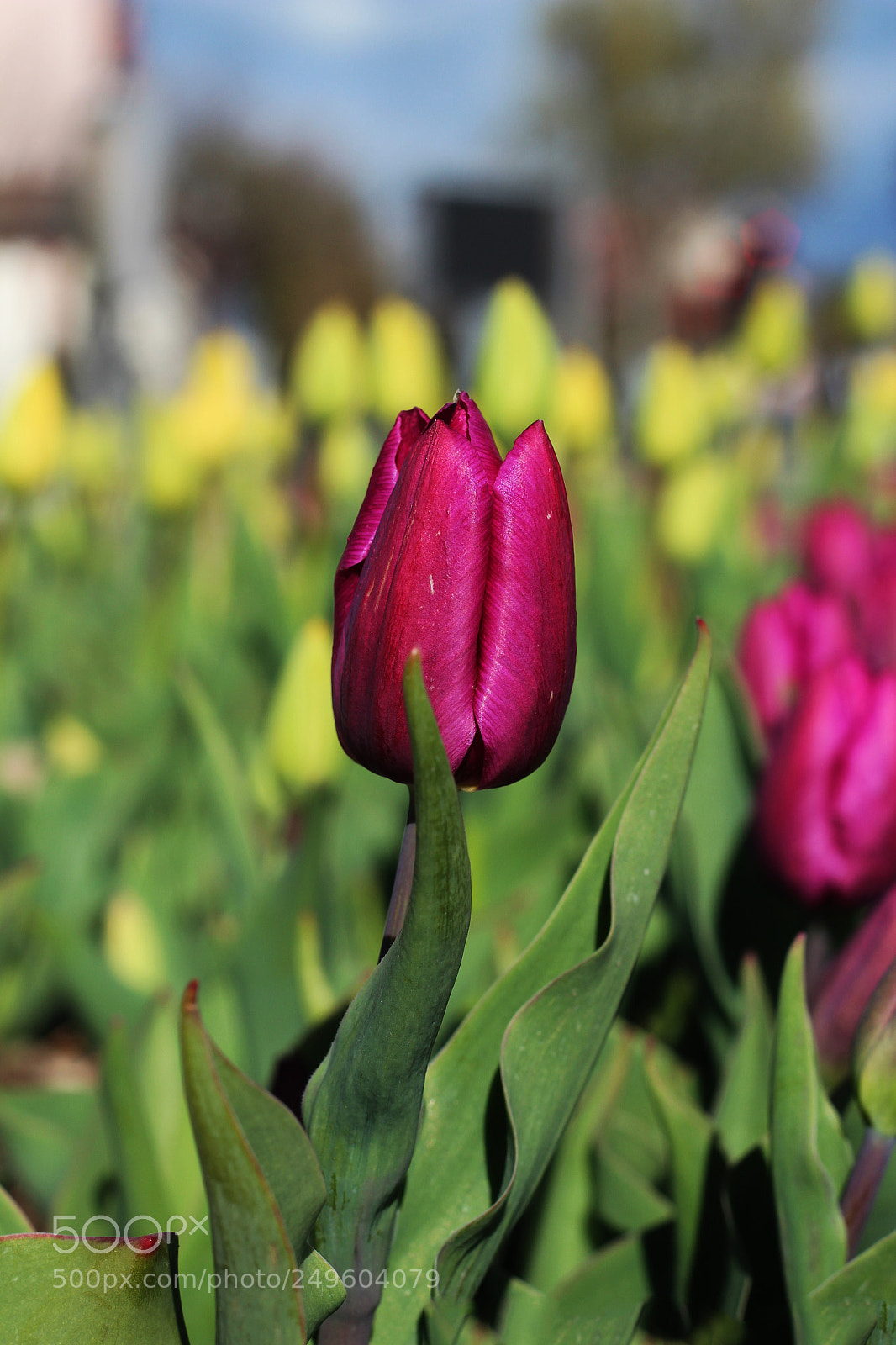 Canon EOS 600D (Rebel EOS T3i / EOS Kiss X5) sample photo. Tulip photography