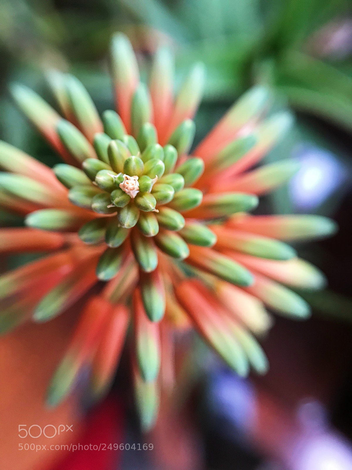 Apple iPhone 7 sample photo. Aloe flower photography