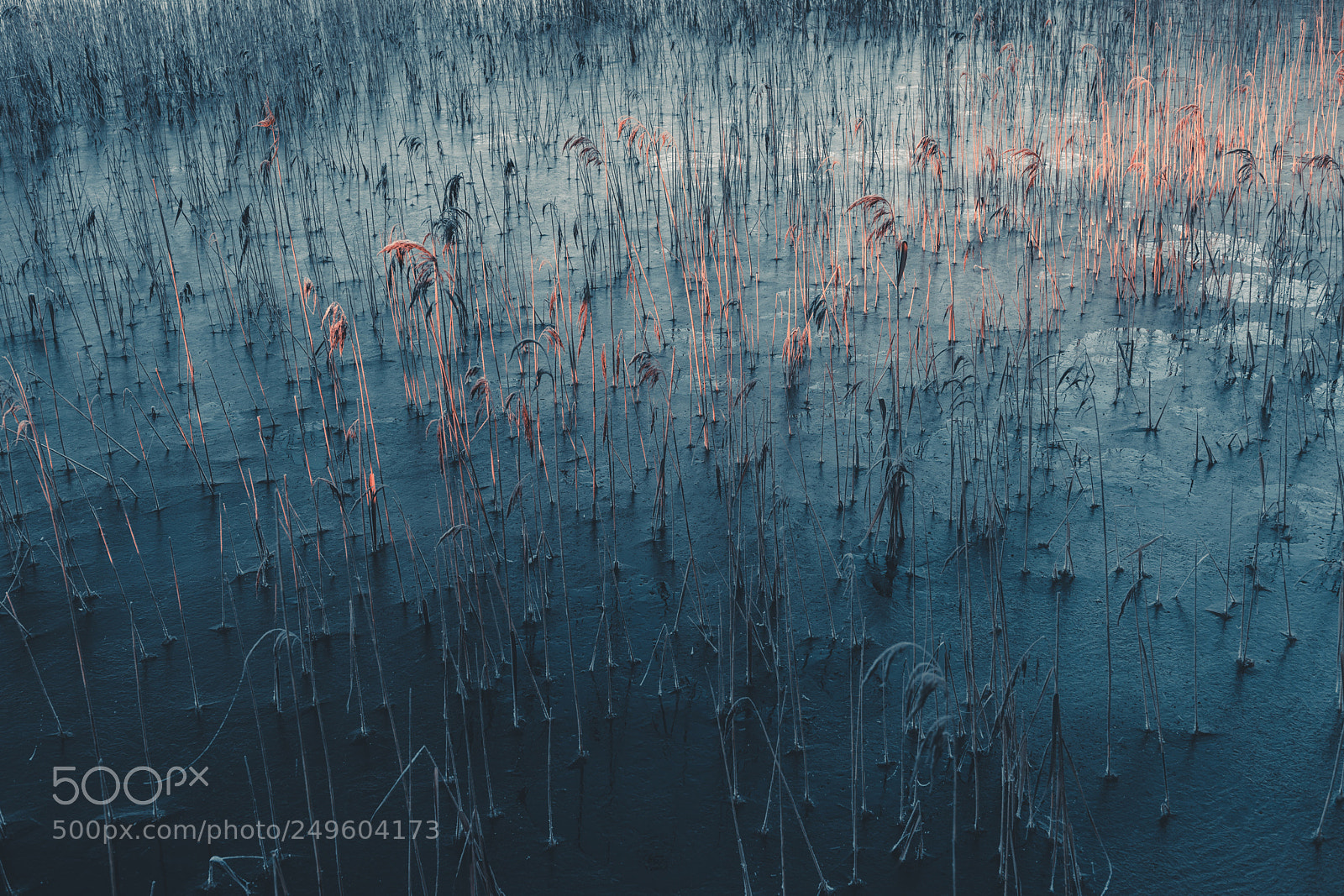 Nikon D810 sample photo. Frozen reed photography