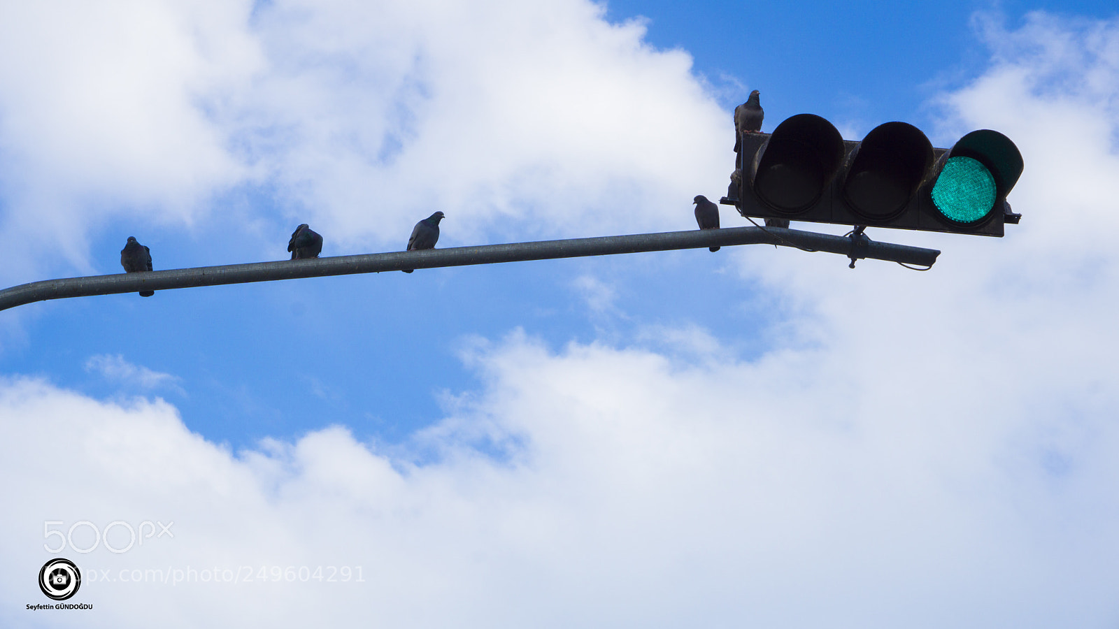 Sony a6000 sample photo. Traffic lamp and bird photography