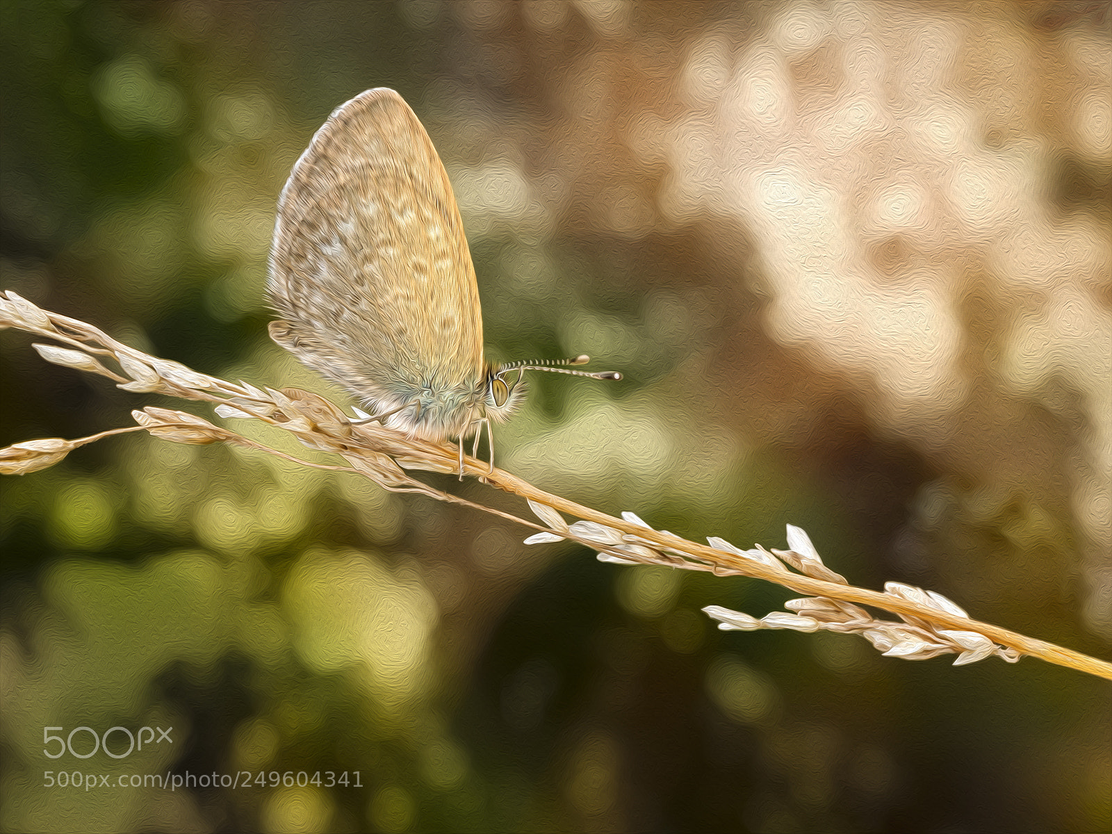 Olympus OM-D E-M5 sample photo. Art of the butterfly photography