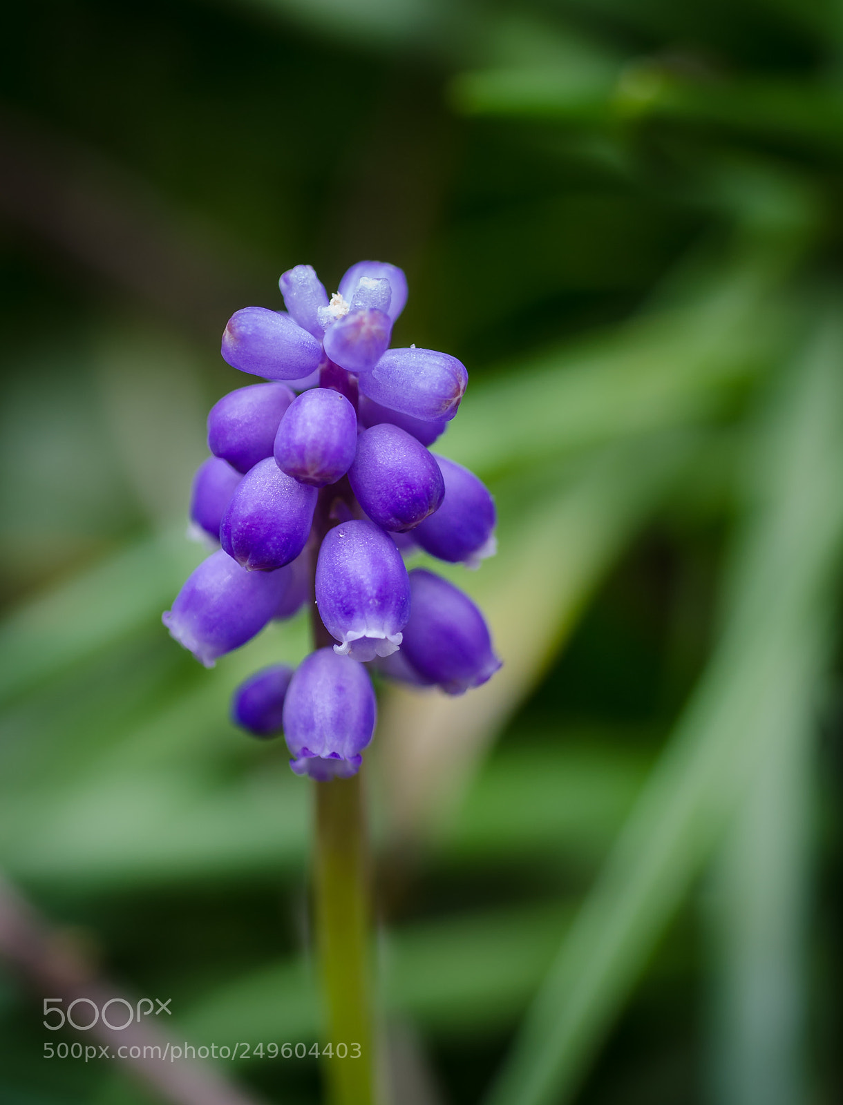 Nikon D7000 sample photo. Muscari photography
