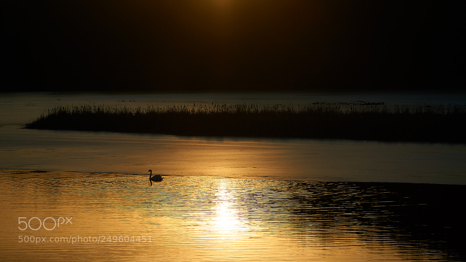 Sony a6000 sample photo. Black swan photography