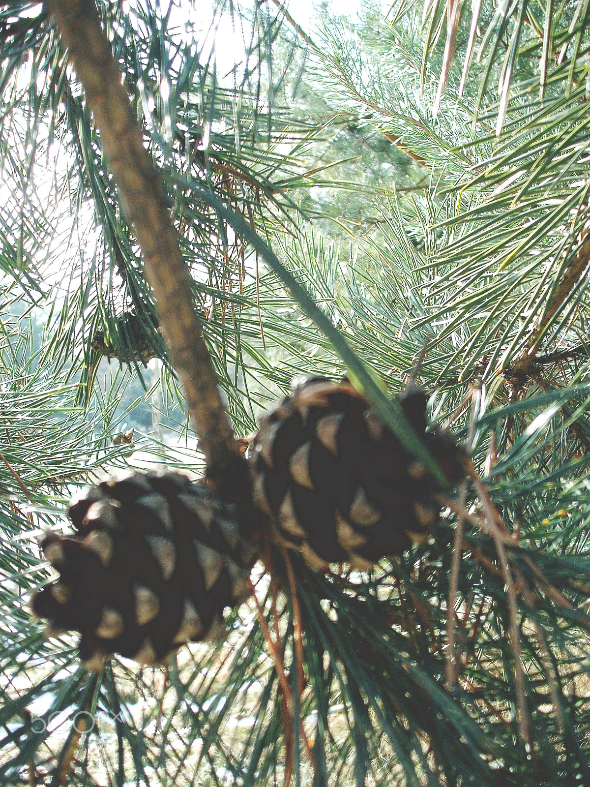 Fujifilm A850 sample photo. Cones photography