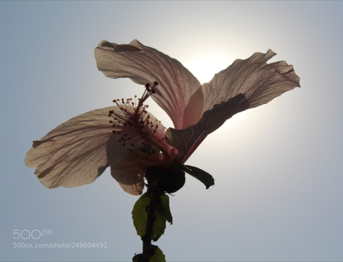 Canon EOS 700D (EOS Rebel T5i / EOS Kiss X7i) sample photo. Shade photography