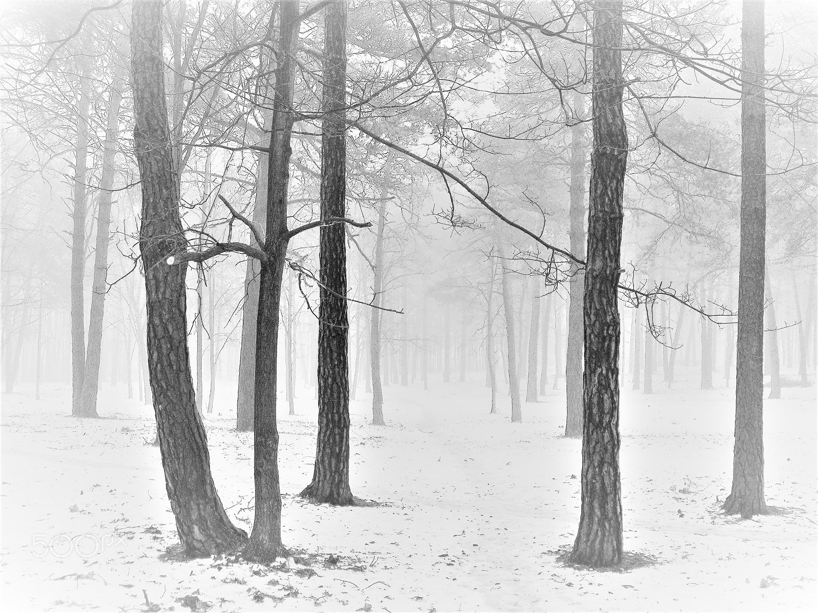 Fujifilm A850 sample photo. Trees in the park photography