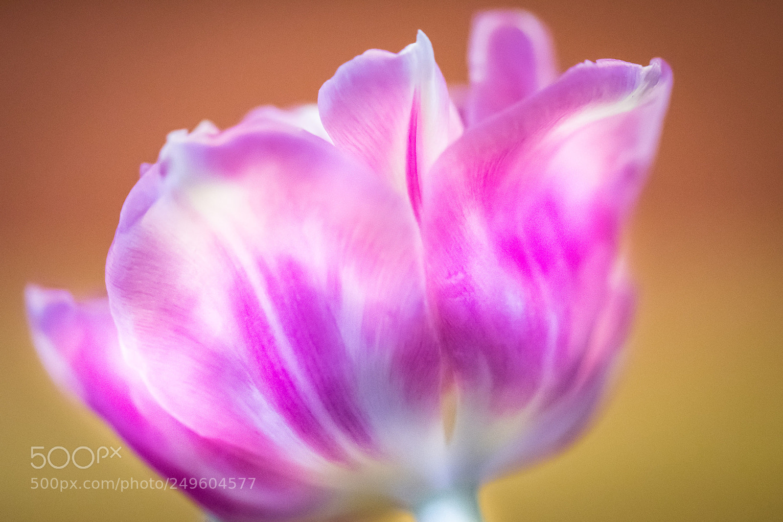 Nikon D500 sample photo. In bloom photography