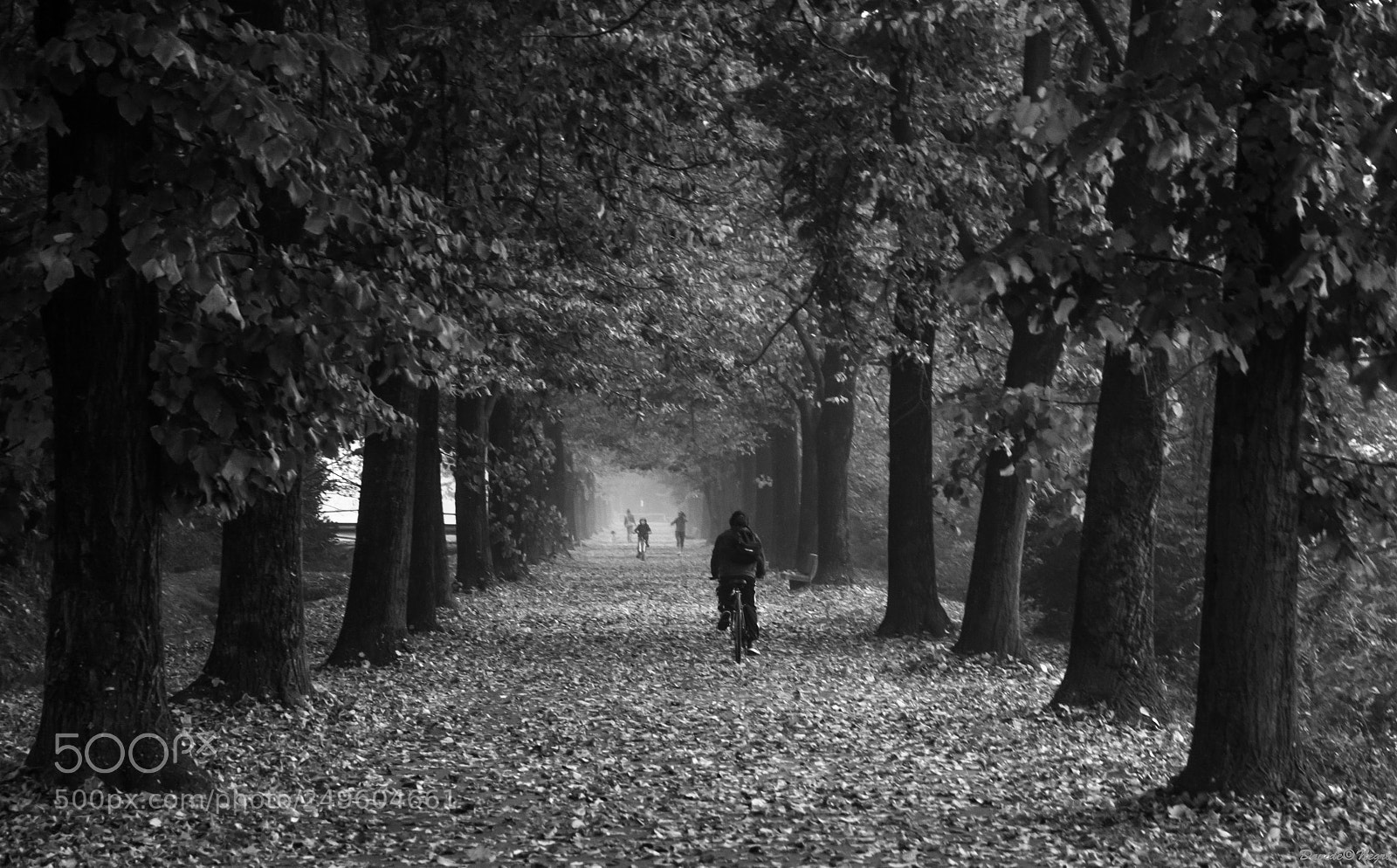 Nikon D7100 sample photo. Viale bn photography