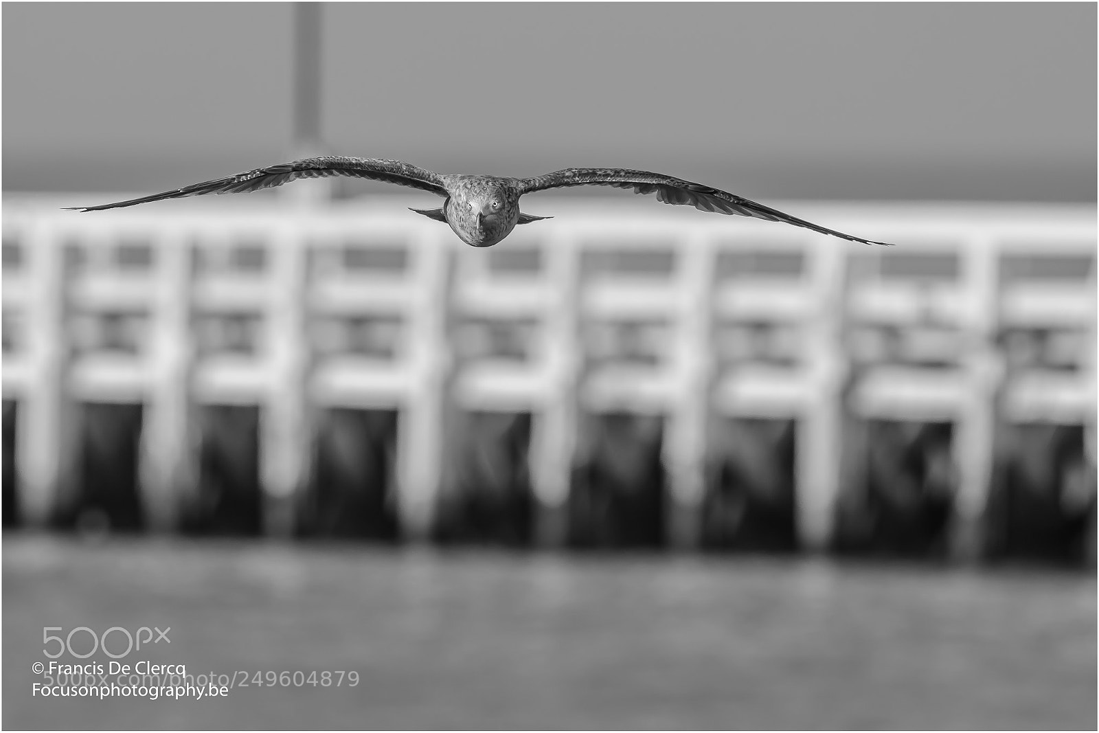 Nikon D500 sample photo. Nieuwpoort seagull francis de photography