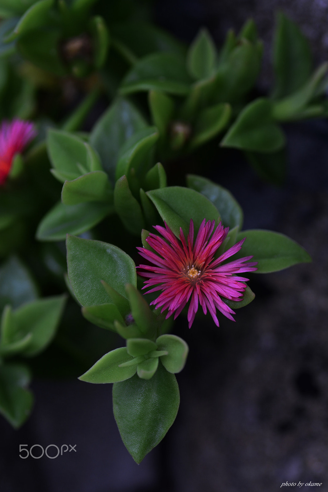 Nikon D5200 sample photo. (bloomed cute) photography