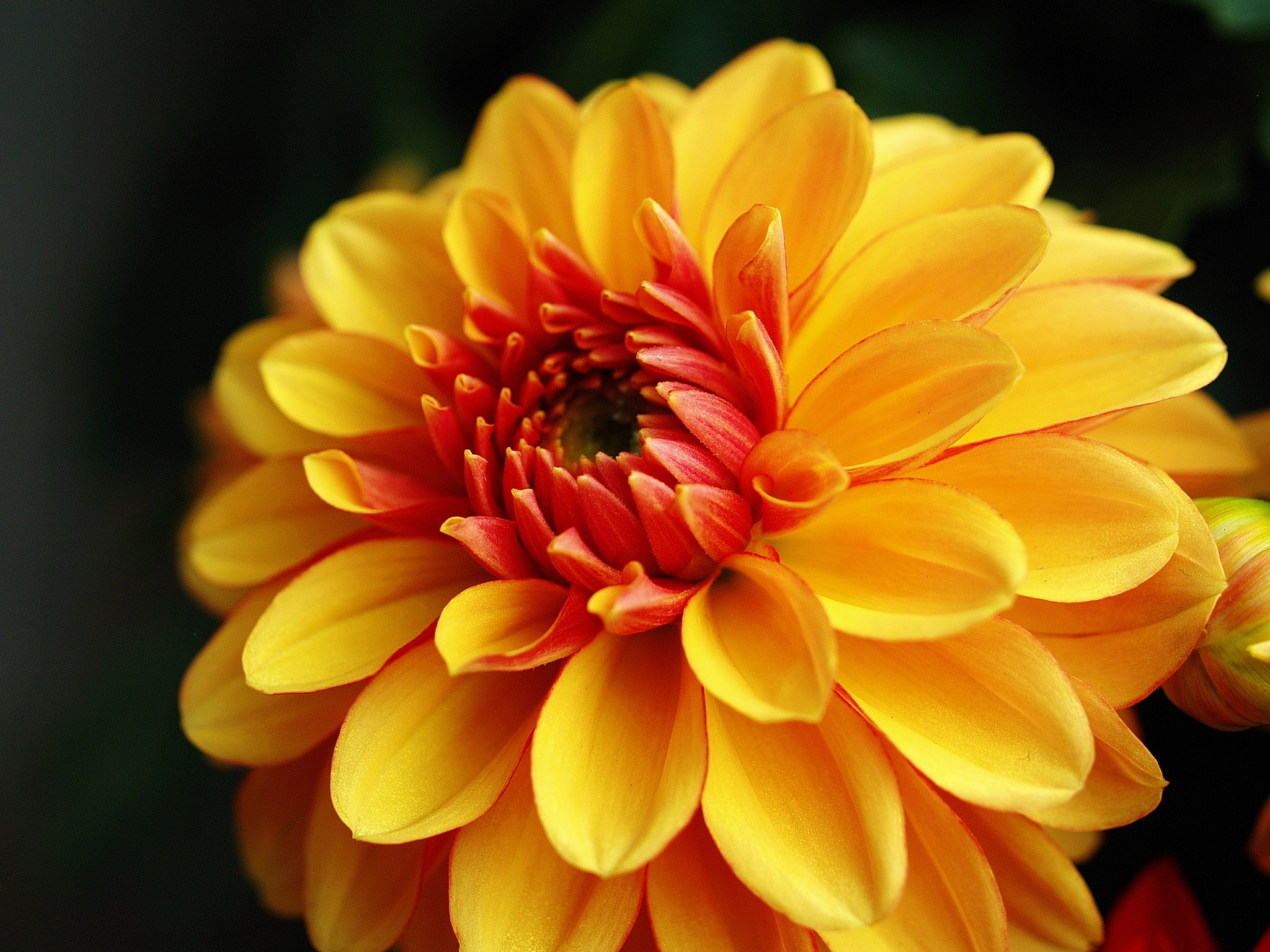 Olympus E-1 sample photo. Flower show hk 2018 photography