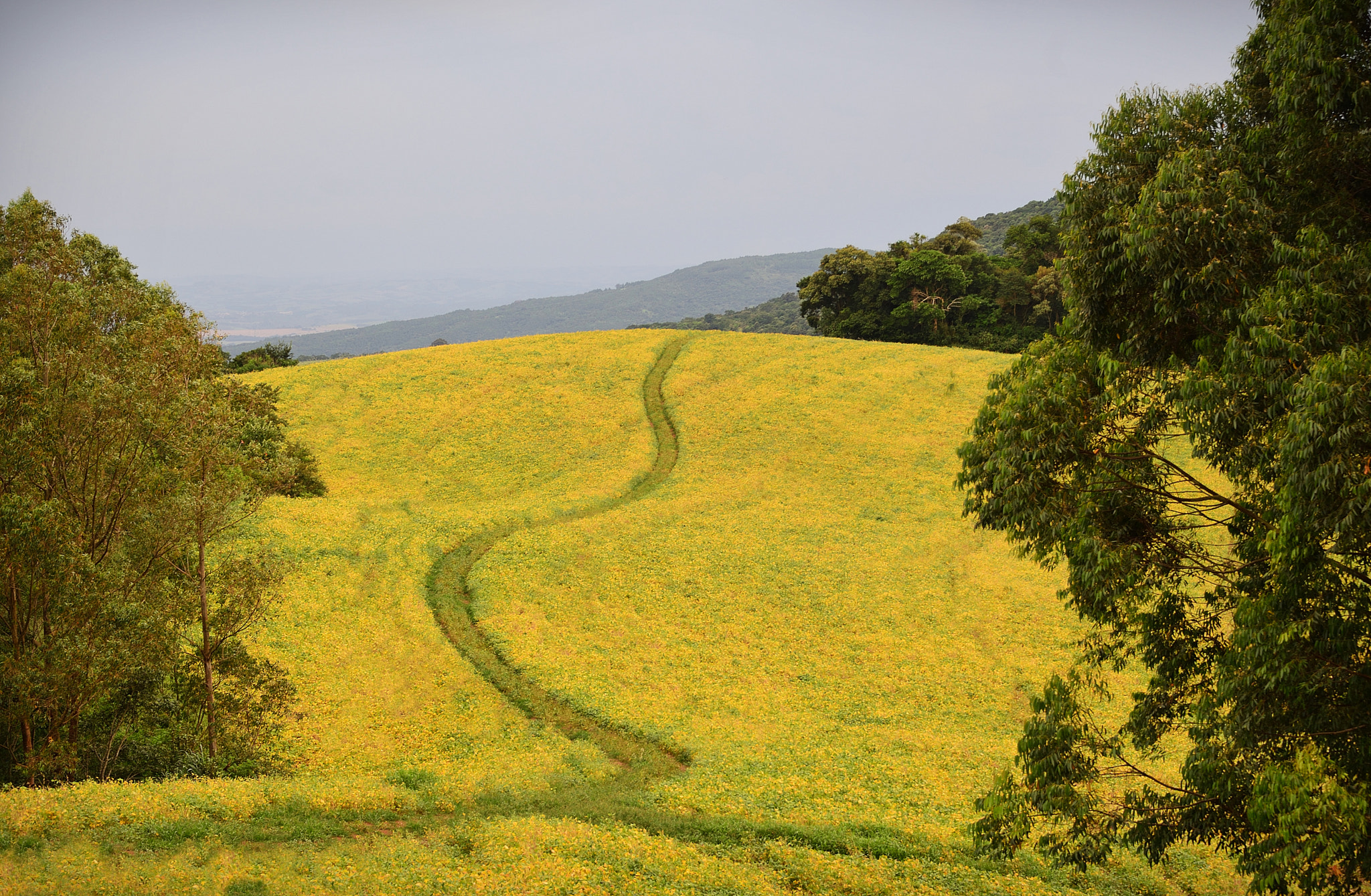 Nikon D610 sample photo. Road! photography