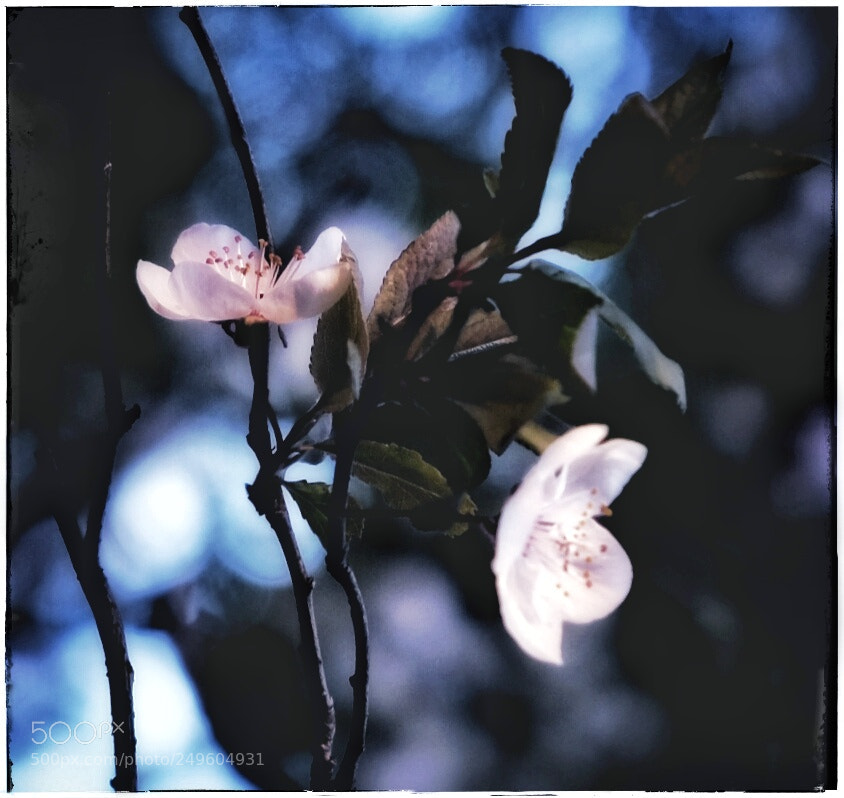 Fujifilm X-T20 sample photo. 1* photography