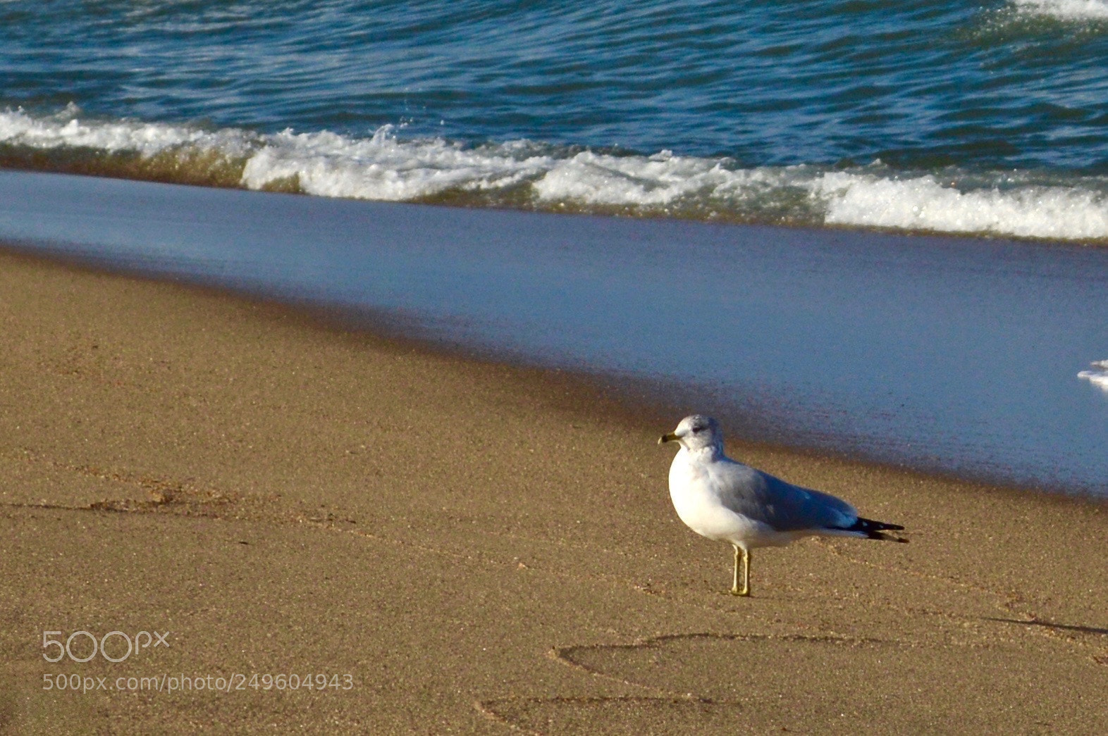 Nikon D3200 sample photo. Bird i photography