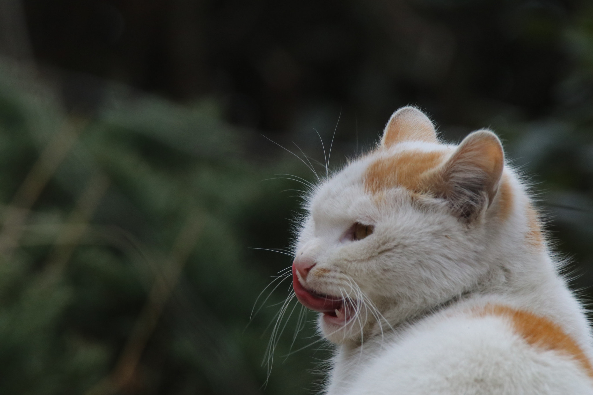 Tamron SP 150-600mm F5-6.3 Di VC USD sample photo. 好滋味good taste photography