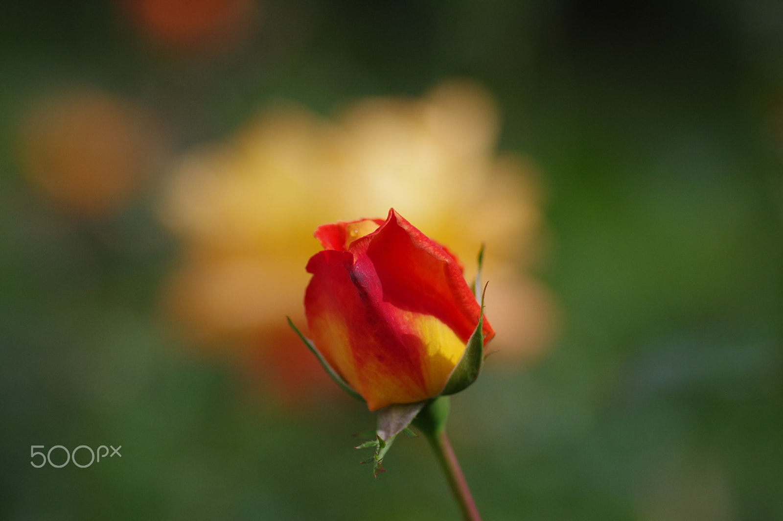 Pentax K-3 II sample photo. Red rose photography