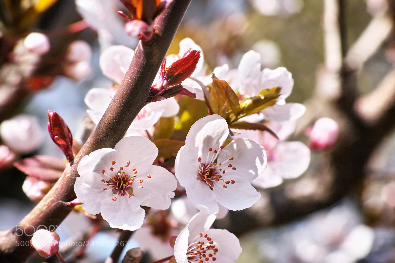 Sigma DP3 Merrill sample photo. Plum blossoms are full photography