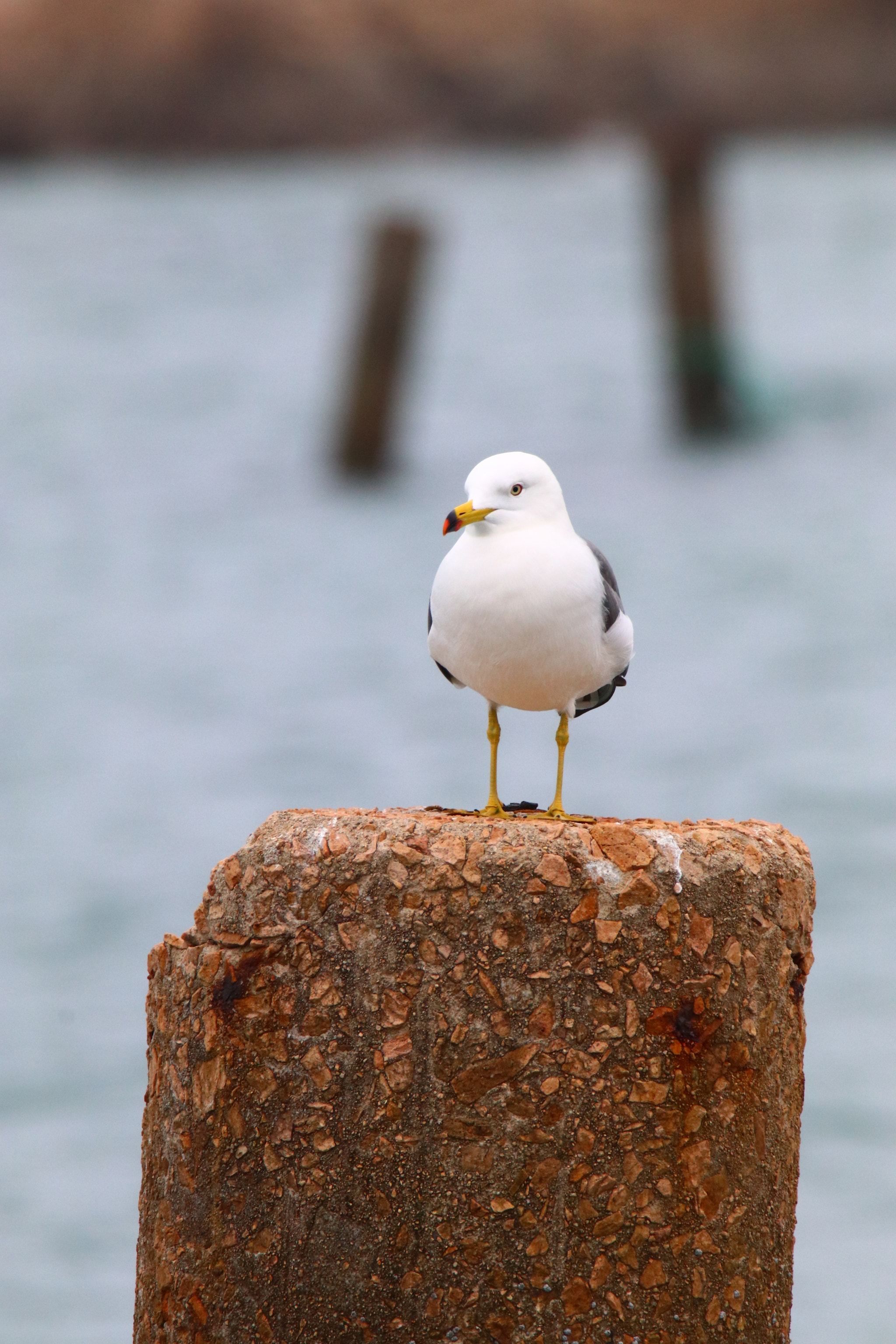 Tamron SP 150-600mm F5-6.3 Di VC USD sample photo. 我的世界minecraft photography