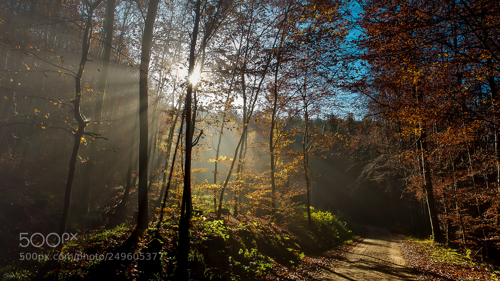 Nikon D5000 sample photo. Autumn light photography