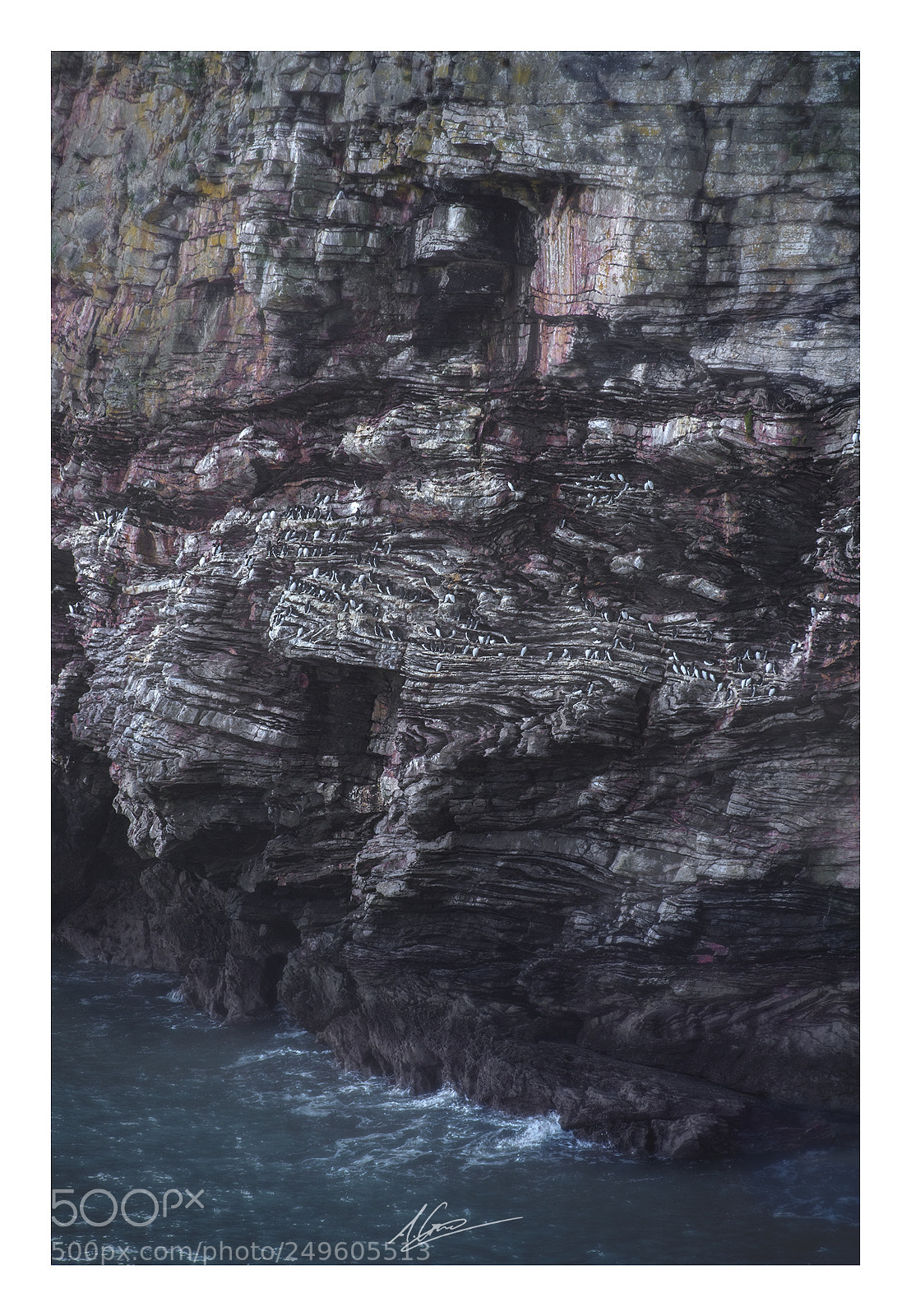 Nikon D810 sample photo. Guillemot rock photography