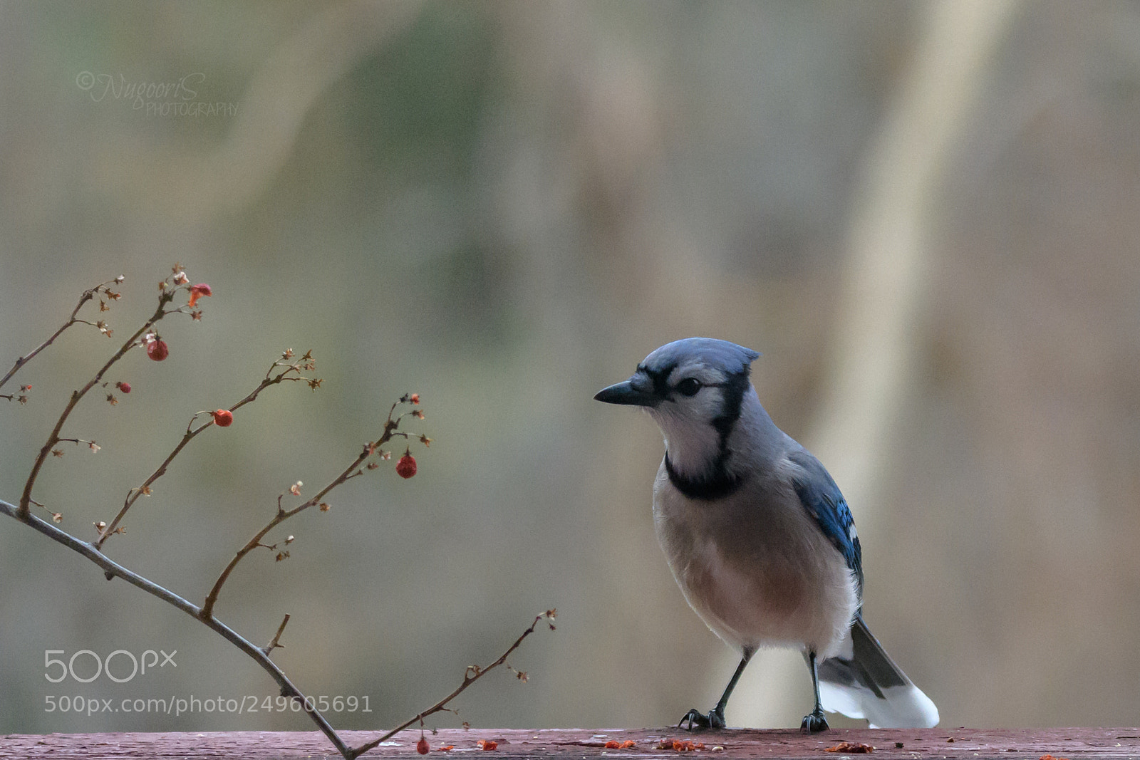 Nikon D500 sample photo. Blue jay photography