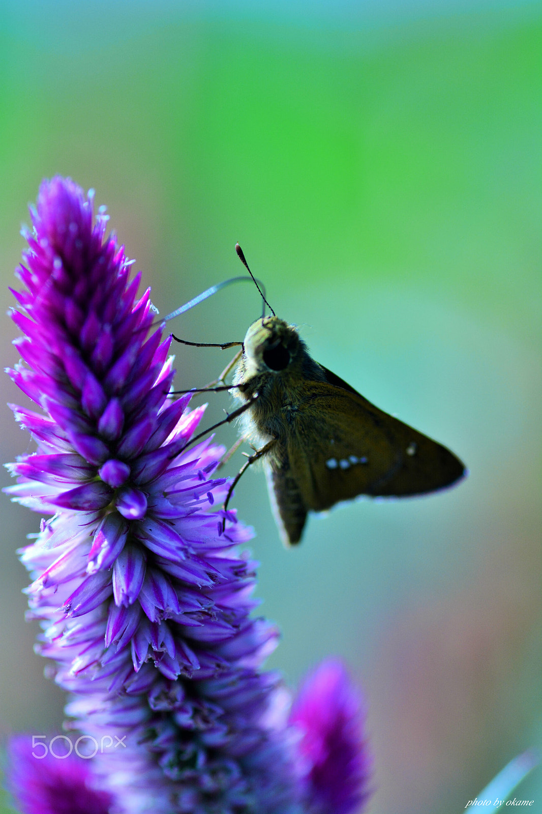 Nikon D5200 sample photo. (delicious) photography
