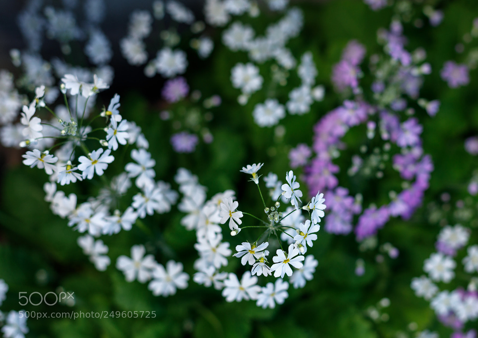 Canon EOS 5D Mark IV sample photo. Spring has come photography