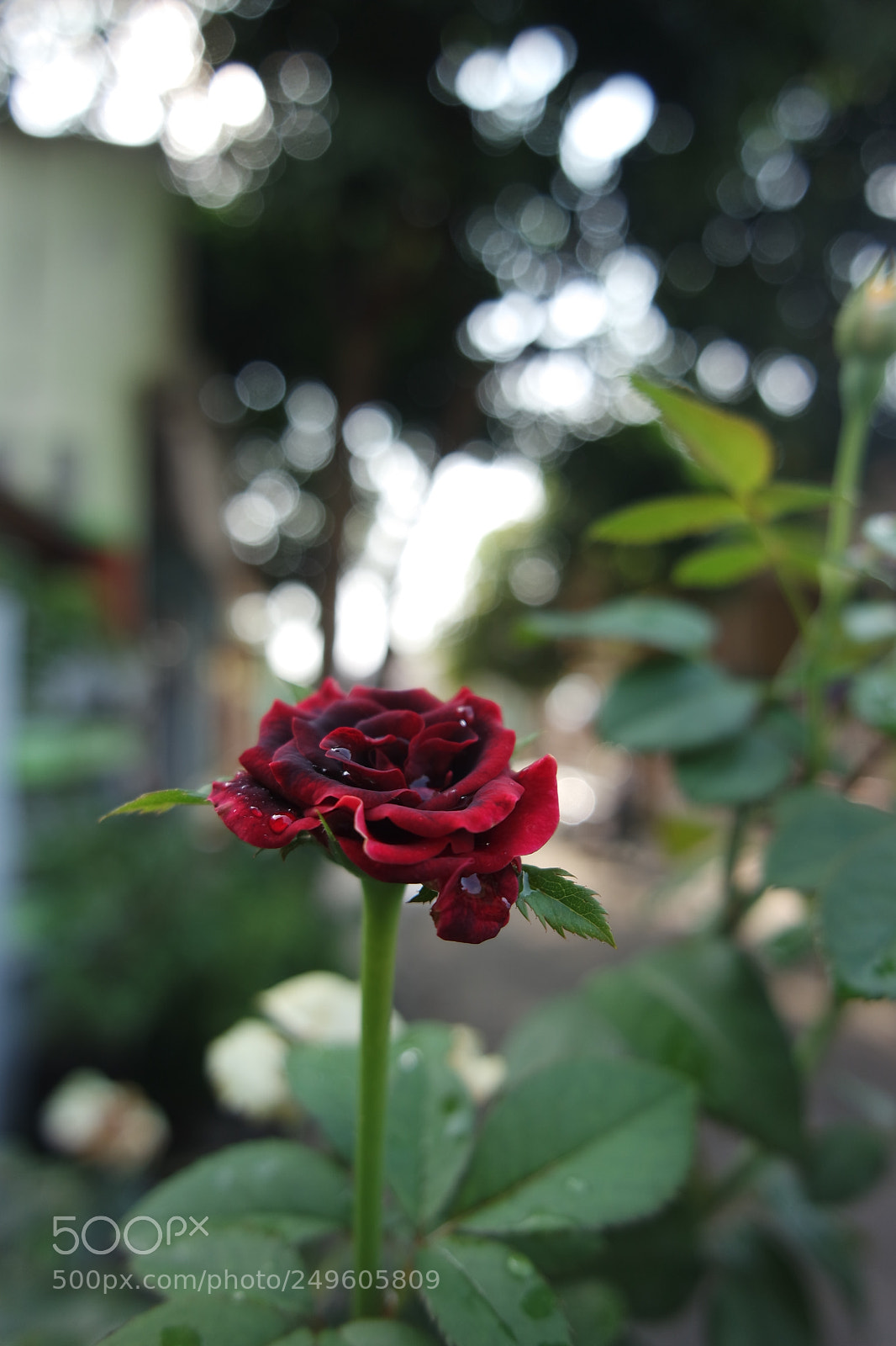 Samsung NX3000 sample photo. Droppedred photography