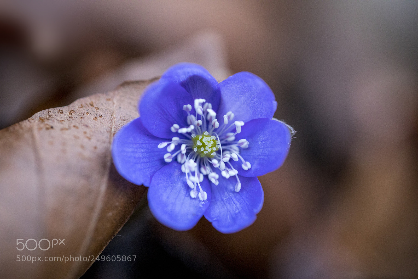 Canon EOS 5D Mark IV sample photo. Unknown flower photography
