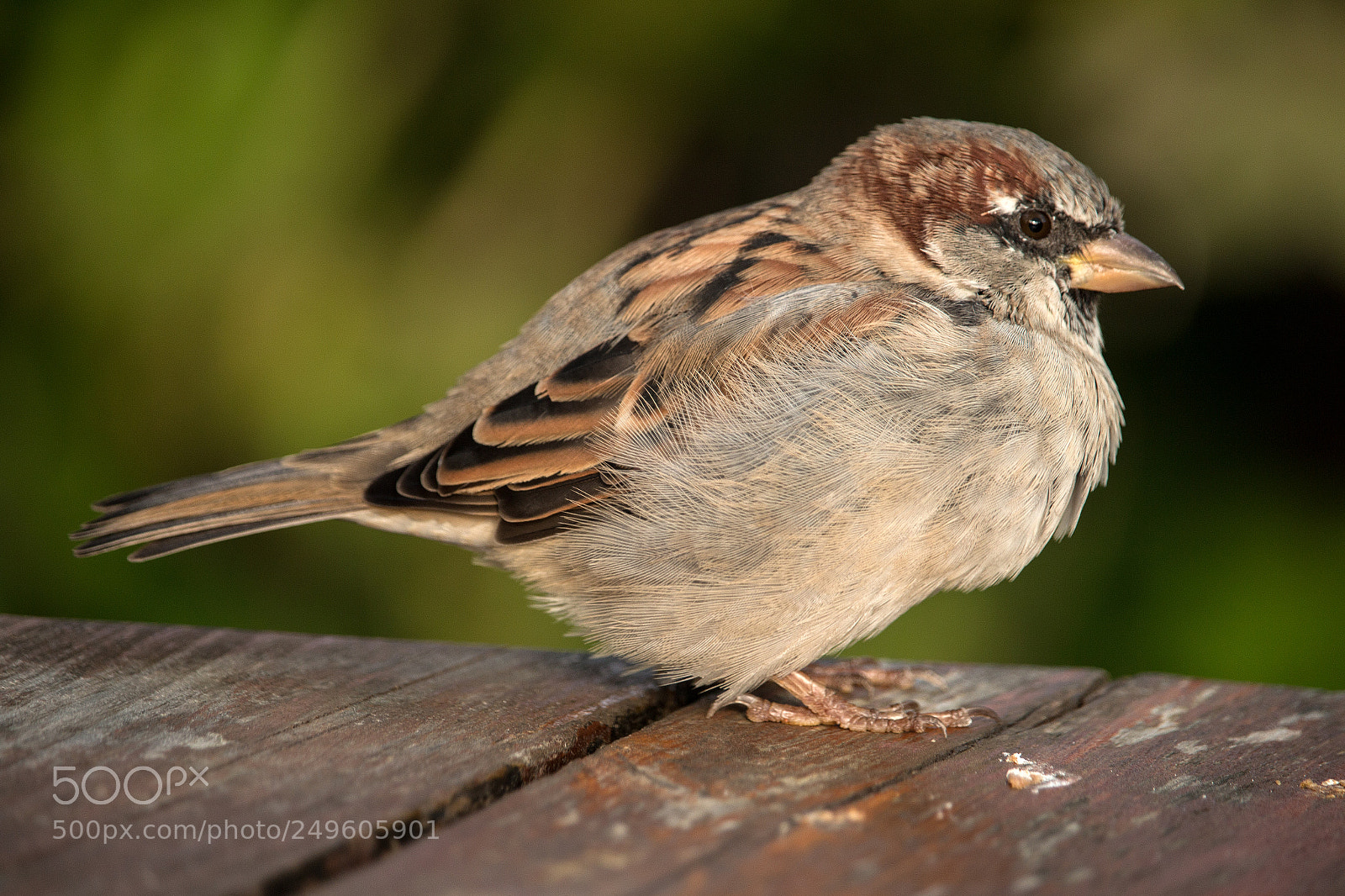 Canon EOS 70D sample photo. Holy island's friendly birds photography