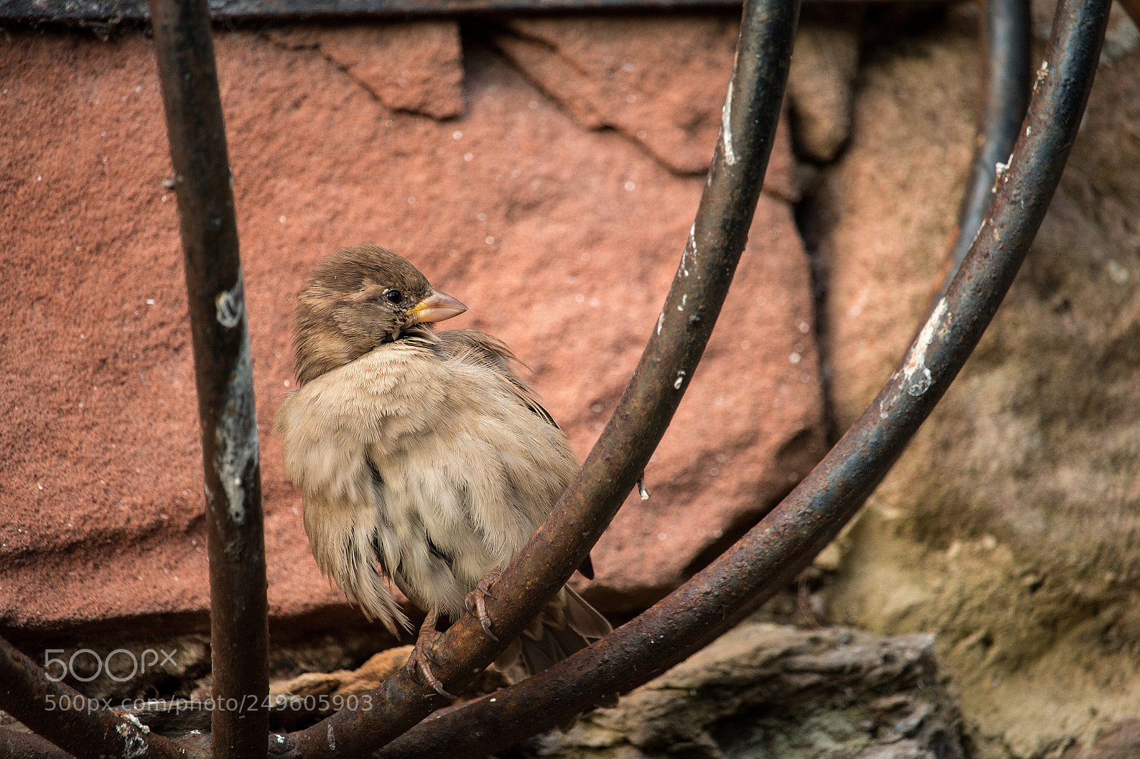 Canon EOS 70D sample photo. Holy island's friendly birds photography