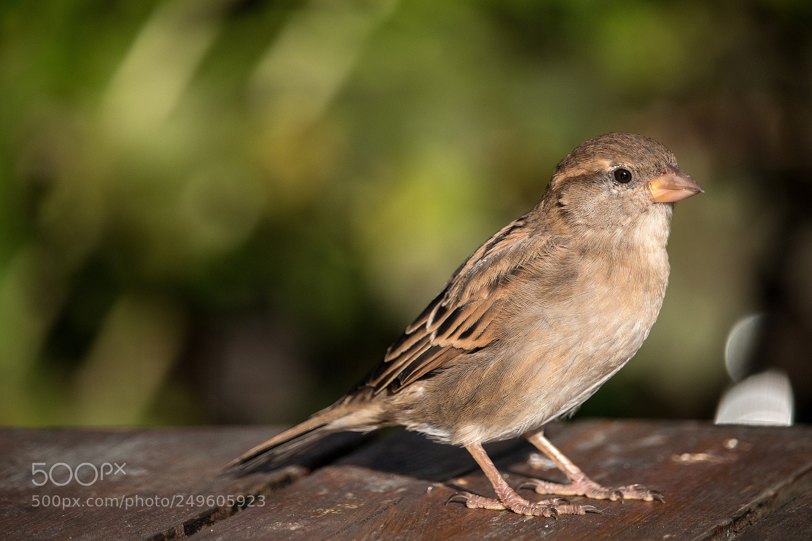 Canon EOS 70D sample photo. Holy island's friendly birds photography