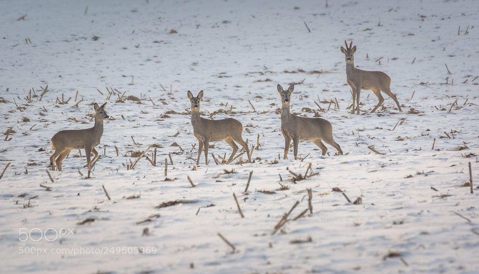 Nikon D7100 sample photo. They belong to me ! photography