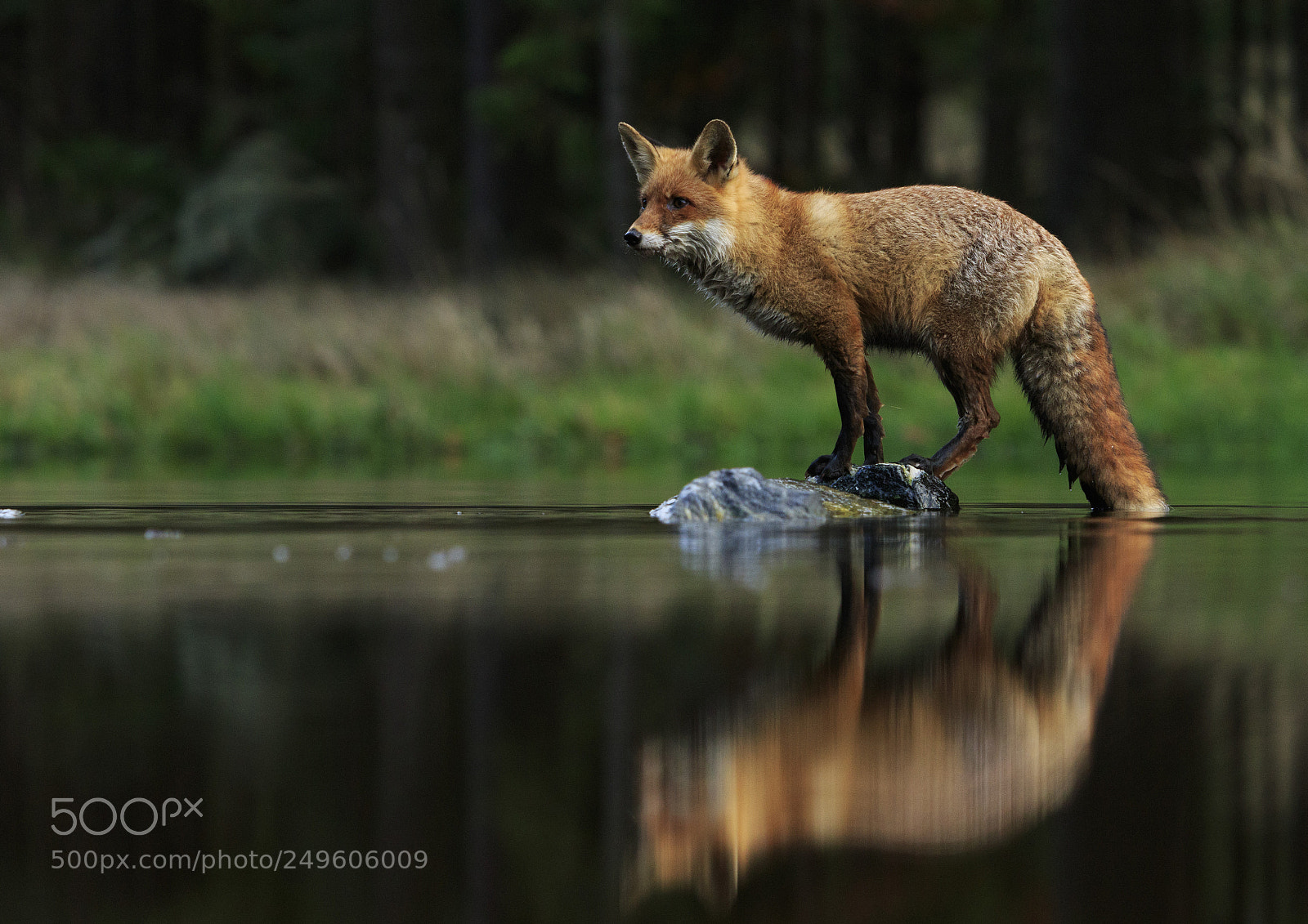 Canon EOS 7D Mark II sample photo. Red fox at the photography