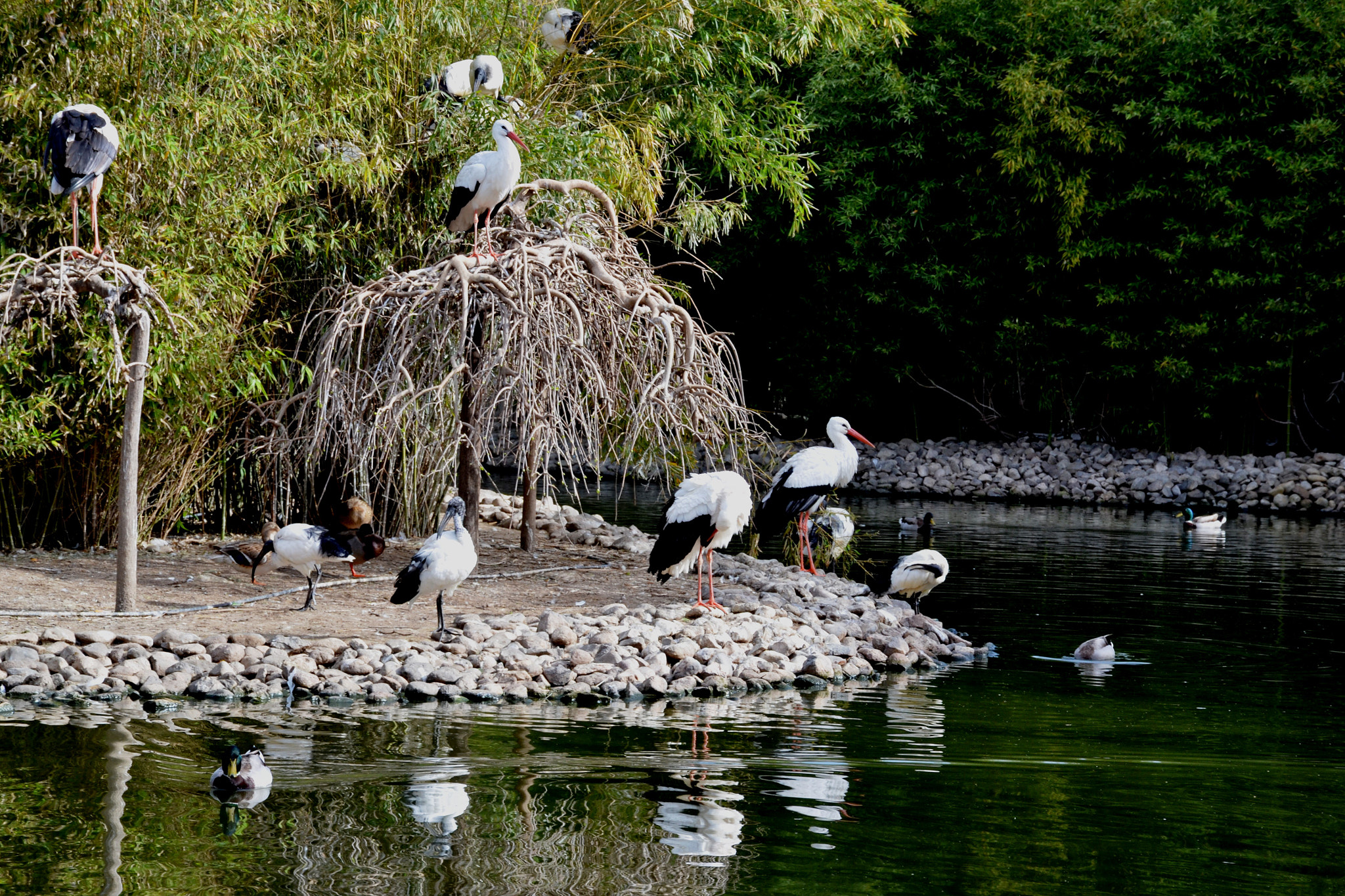Nikon D3100 sample photo. Birds photography