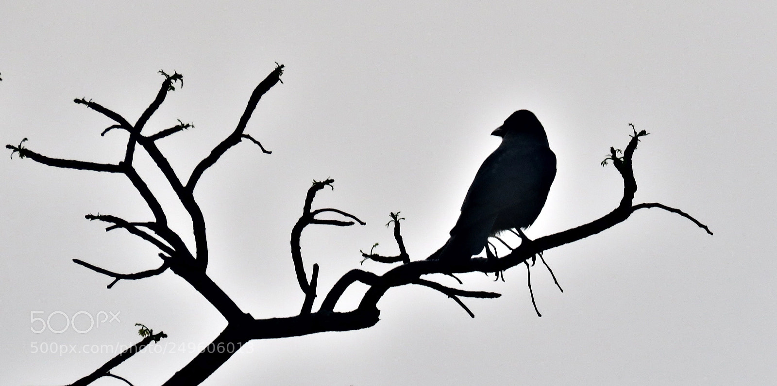 Canon PowerShot SX60 HS sample photo. Lonely crow photography