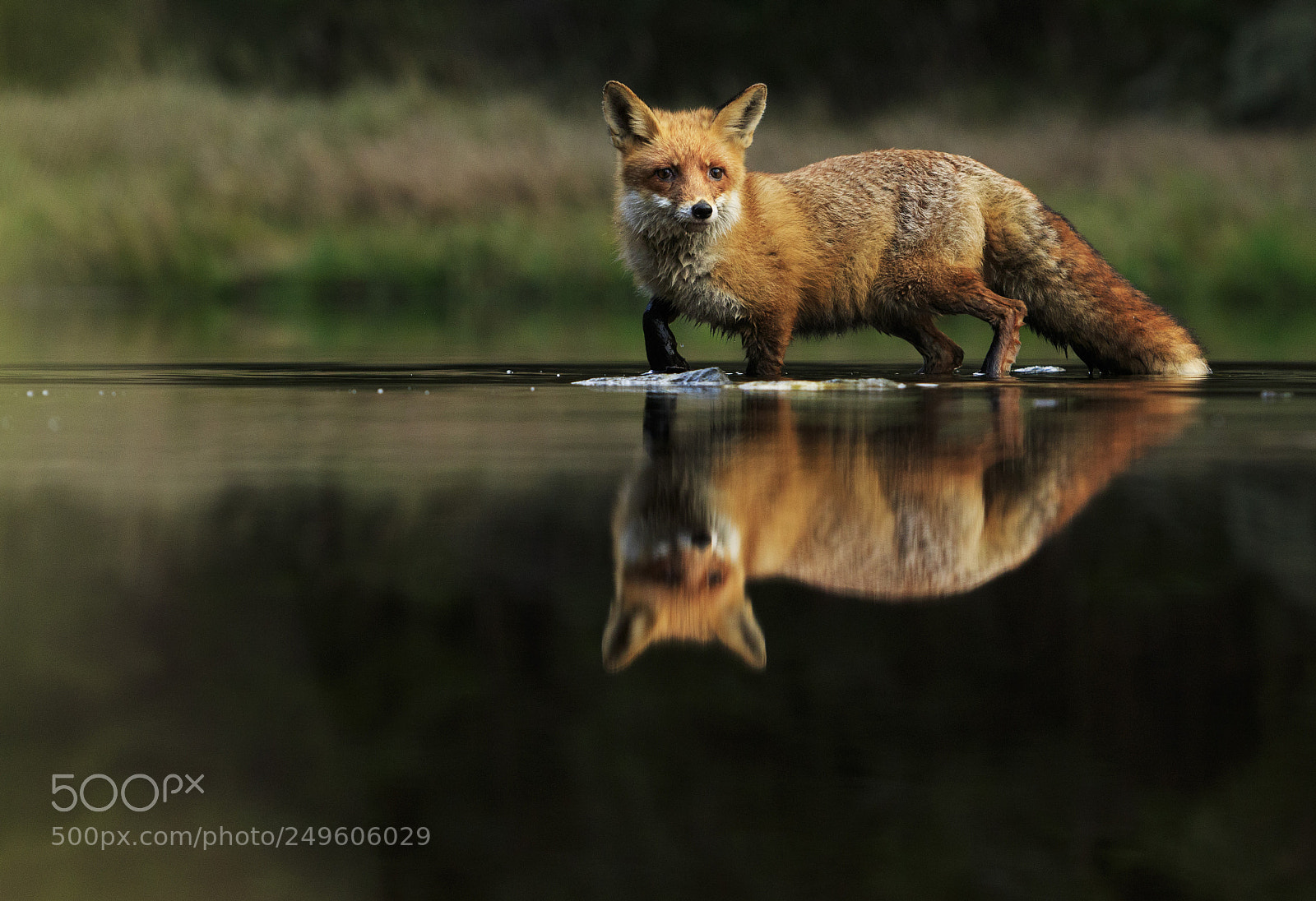 Canon EOS 7D Mark II sample photo. Red fox at the photography