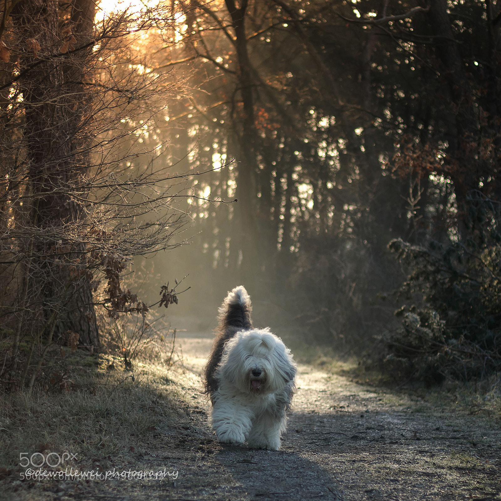 Canon EOS 7D Mark II sample photo. Winter stroll photography