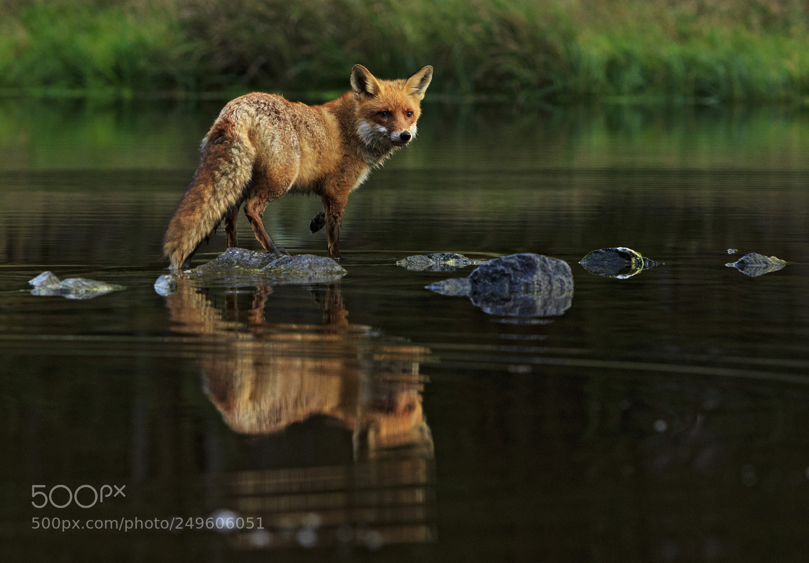 Canon EOS 7D Mark II sample photo. Red fox at the photography