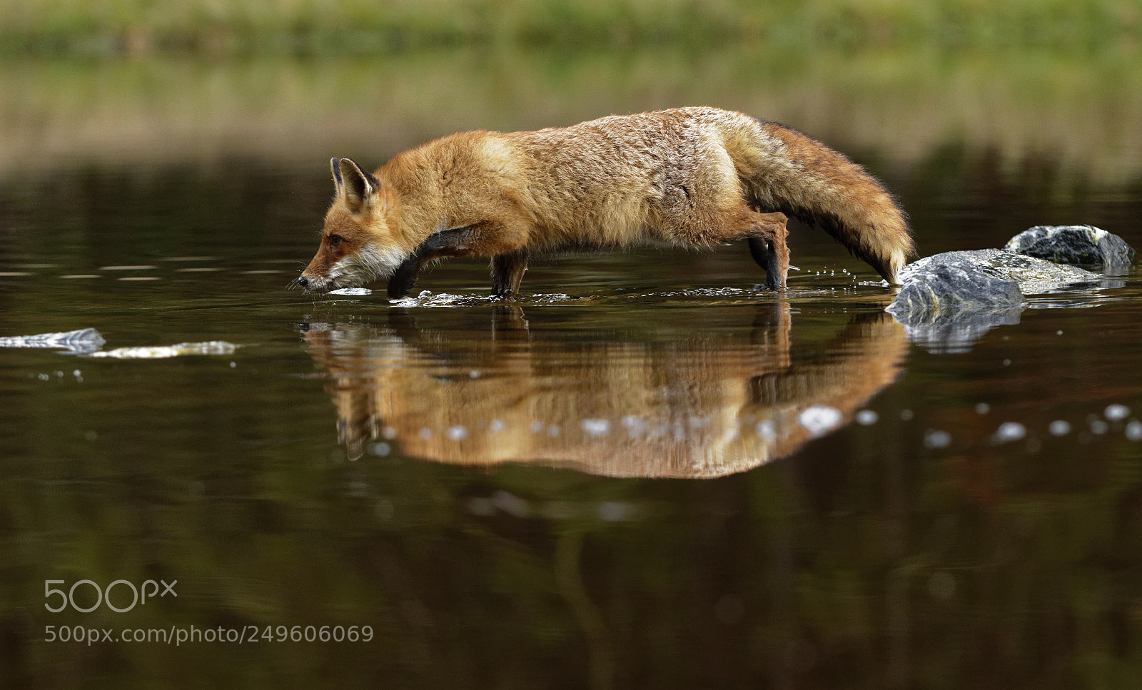Canon EOS 7D Mark II sample photo. Red fox at the photography